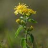 Goldenrod