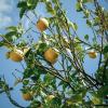 grapefruit tree