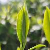 Camellia Sinensis