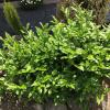 Green Tea Extract