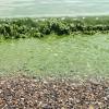 Algae Extract