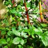 Gynostemma Pentaphyllum (Jiaogulan) Extract