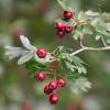 Hawthorn (Crataegus) extract