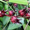 Hibiscus Sabdariffa