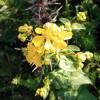 St. John's Wort (Hypericum perforatum) Extract
