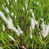 Cogon grass