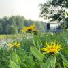 Elecampane extract