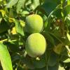Walnut (Juglans Regia) Extract