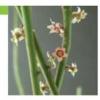 Rice bran, Jojoba, and Candelilla