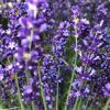Lavandula