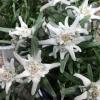 Leontopodium Alpinum