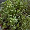 Lepidium Sativum - Swiss Cress Sprout
