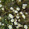 Limnanthes alba
