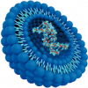 Liposomed RNA