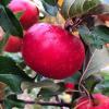 Malus Domestica (Swiss Apple)
