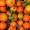 Mandarin fruits