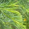 Melaleuca Alternifolia - Tea Tree