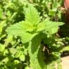 Lemon Balm leaf extract