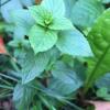 Peppermint Oil