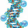 Triple DNA - Sodium, Magnesium, and Calcium salts of DNA.