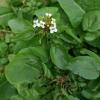 Nasturtium Officinale Flower/Leaf/Stem Extract