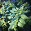 Nettle Leaf Extract