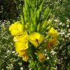 Oenothera Biennis