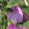 Restharrow root extract