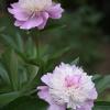 Paeonia Lactiflora