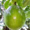 Passionflower (Passiflora Edulis) seed oil