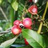 Guarana