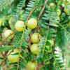 Phyllanthus Emblica