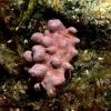 Lithothamnion Calcareum (Phymatolithon calcareum or Pallas)