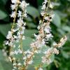 Polygonum Cuspidatum (Reynoutria japonica or Japanese knotweed)