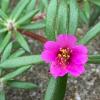 Portulaca pilosa plant