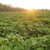 Pueraria Mirifica Extract