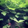 Pueraria Lobata (Kudzu) Root Extract