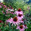 Echinacea Purpurea