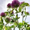 Red Clover Extract