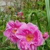 Damask Rose Oil