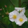 Rosa Moschata Oil