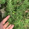 Rosemary Extract