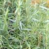 Rosmarinus officinalis