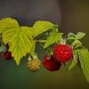 Rubus idaeus