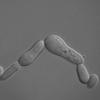 Saccharomyces