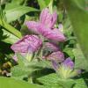 Clary Sage Oil