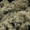Elder flower extract
