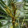 Saw Palmetto (Serenoa Serrulata) fruit extract
