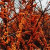 Sea buckthorn