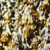 Seaweed Extract